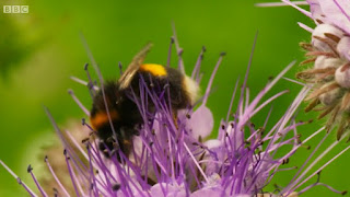 The Phacelia The Phacelia