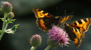 butterfly butterfly