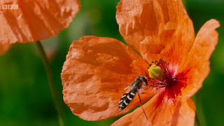 Flower Flower