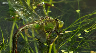 Dragonfly Dragonfly
