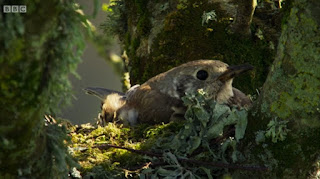 Mistie Thrush Mistie Thrush
