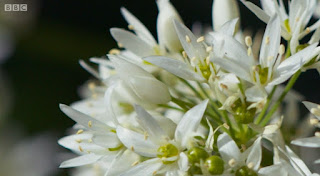 Wild Garlic Wild Garlic