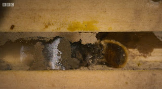 Mason Bees Mason Bees
