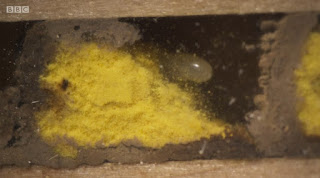 Mason Bees Mason Bees