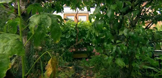 Garden before Garden before