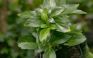 Pachysandra Terminalis Pachysandra Terminalis