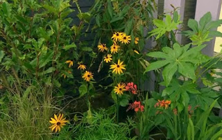 flowers flowers
