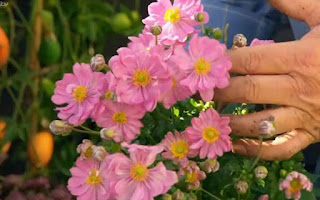 Danny flowers