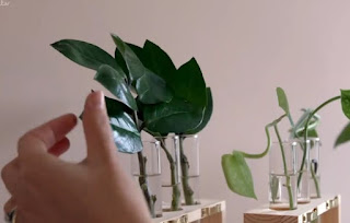 Cuttings Cuttings