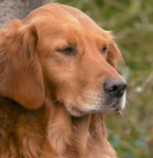 Nellie Nellie from Gardeners' World