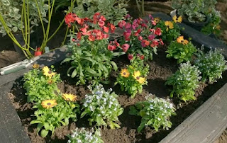 flower bed flower bed