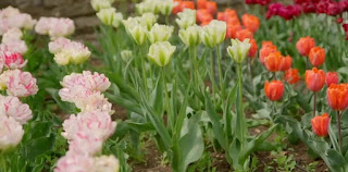 Tulips Tulips