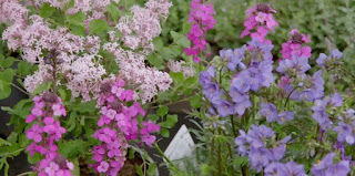Flowers Flowers