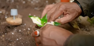 Propagate
