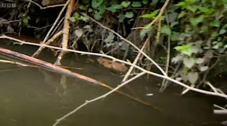Water vole Water vole