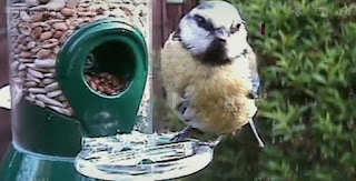 Blue tit Blue tit