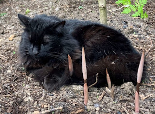 Ash the cat sleeping