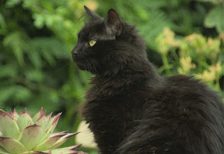 Ash the Cat