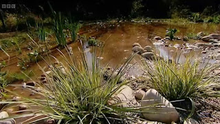 pond