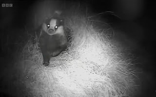 Badger