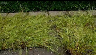 meadow turf meadow turf