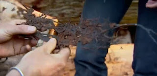 Boot Lace fungus Boot Lace fungus