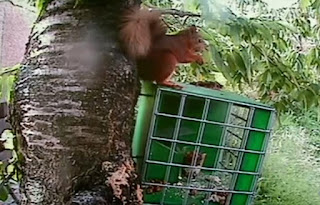 Red Squirrels Red Squirrels