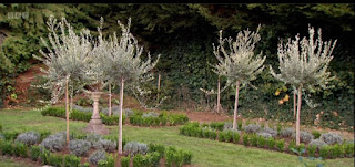 finished garden
