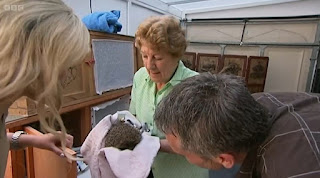 Hedgehog Hospital Hedgehog Hospital
