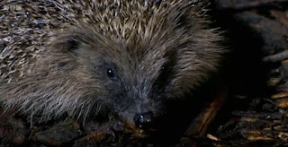Hedgehog Hedgehog